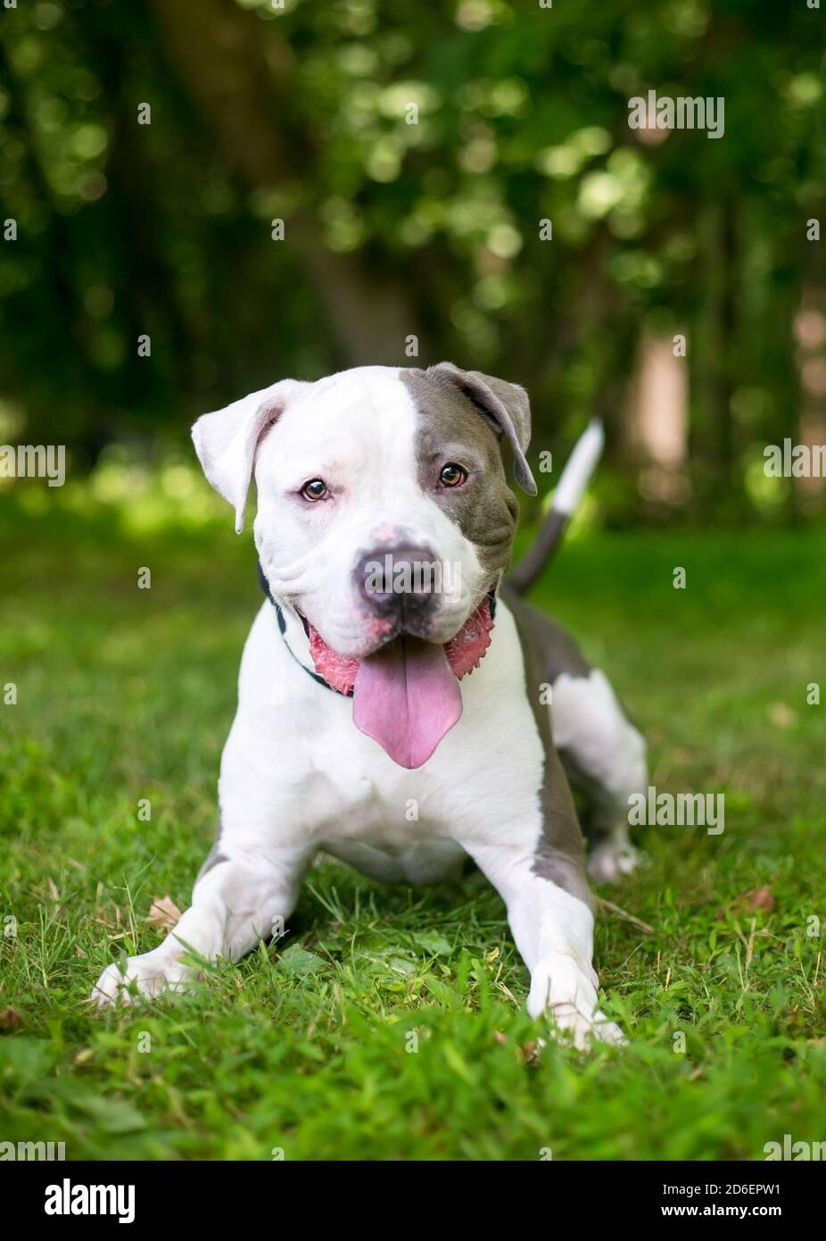 A happy gray and white Pit Bull Terrier mixed breed dog lying down in the grass Stock Photo
