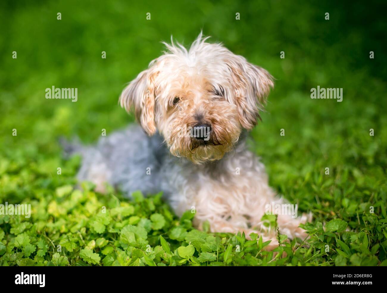 A Yorkshire Terrier x Poodle mixed breed dog lying down in the grass Stock Photo