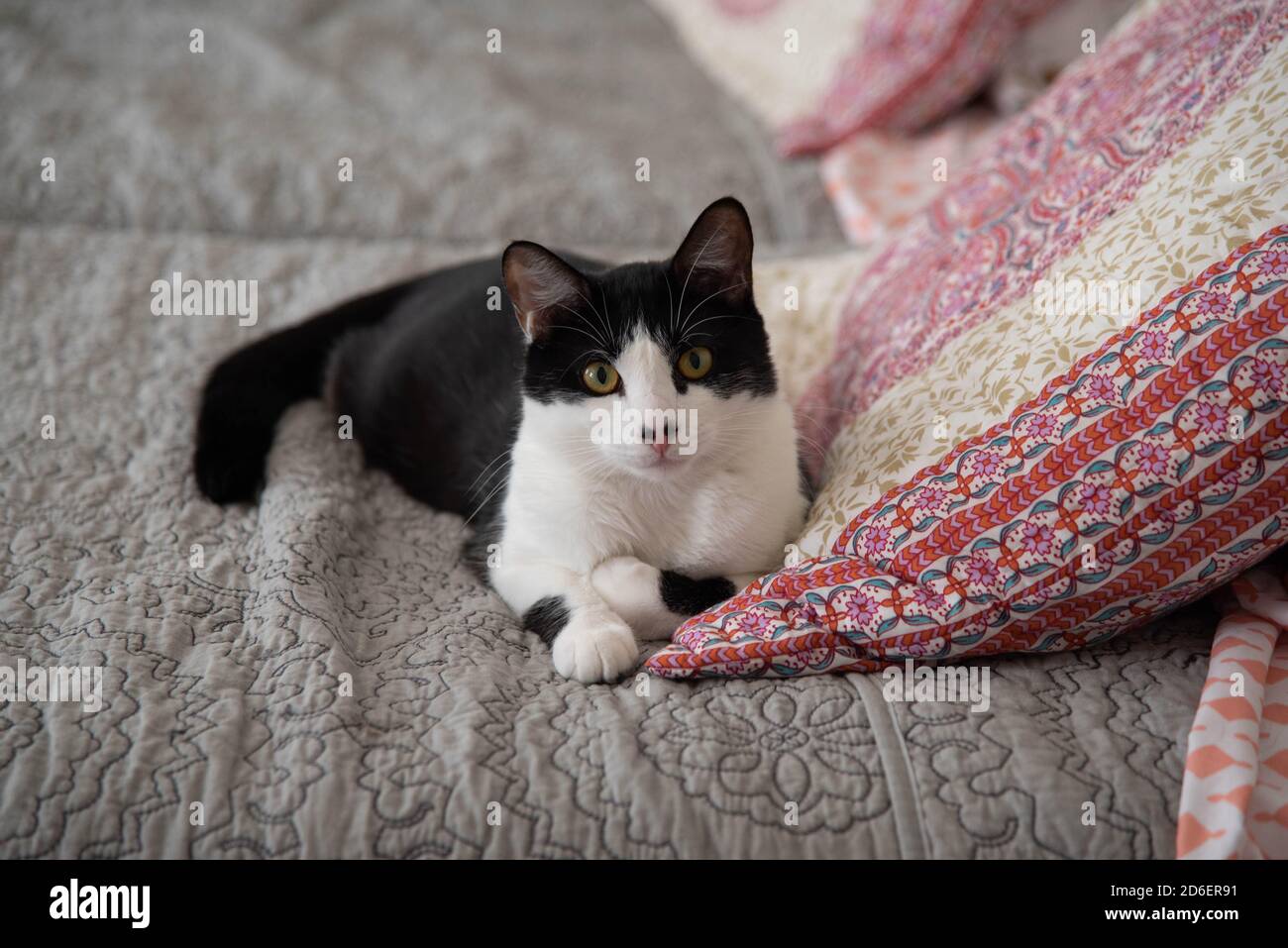 Cute cat laying around Stock Photo Alamy