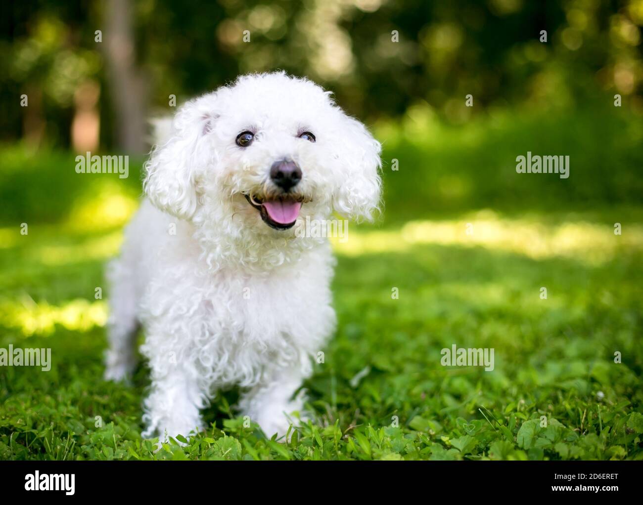 A fuzzy white Bichon Frise dog standing outdoors with a happy expression Stock Photo