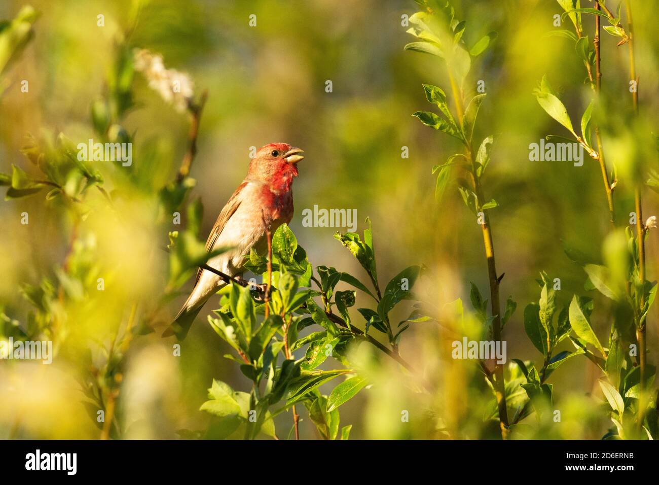 Common rosefinch, Carpodacus erythrinus, singing during a spring day in Estonian countryside Stock Photo