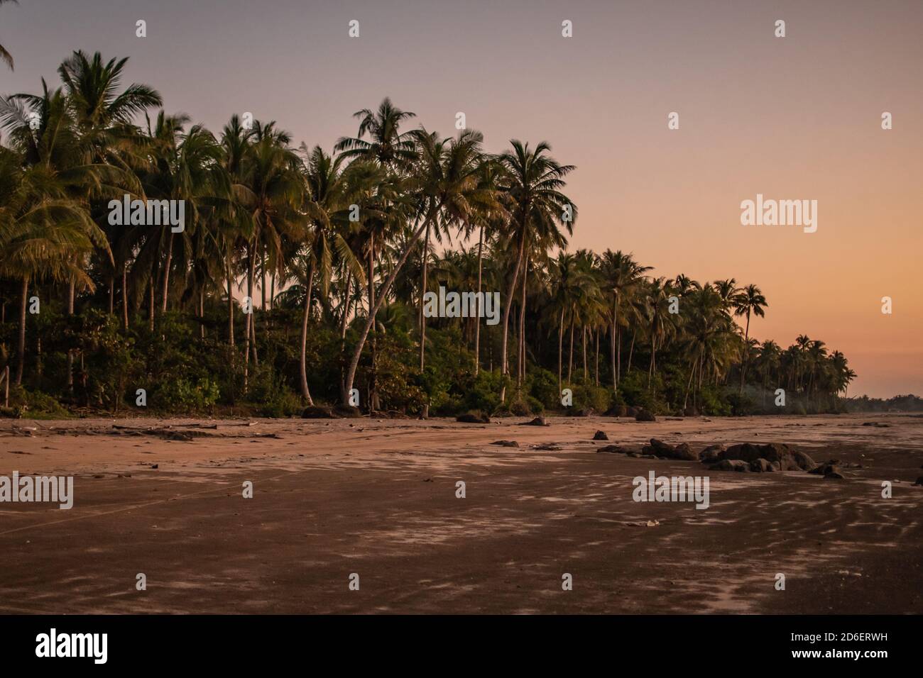 Palm Trees On A Sand Beach During Sunset Peace And Quiet Serene 