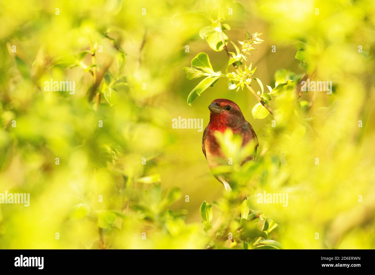 Common rosefinch, Carpodacus erythrinus, singing during a spring day in Estonian countryside Stock Photo