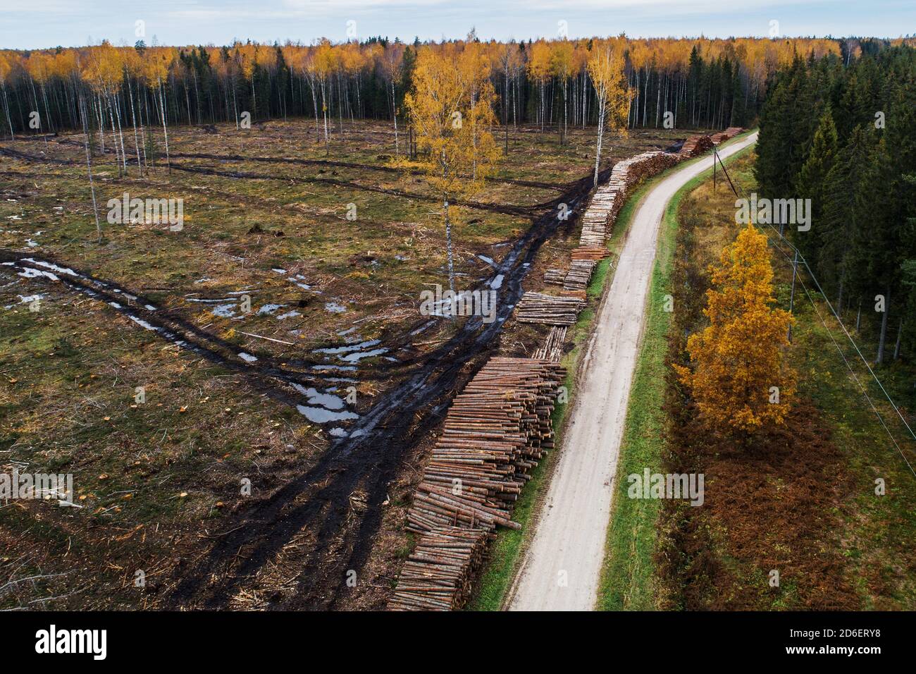 An aerial of fresh muddy clear-cut area by the road with wood log pile in Estonia during autumn foliage. Stock Photo