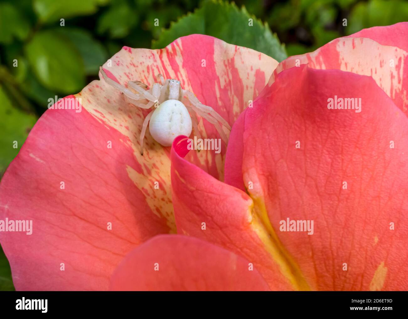 Mutable Crab Spider (Misumena vatia) on pink blossom, rose (Rosaceae), Bavaria, Germany, Europe Stock Photo