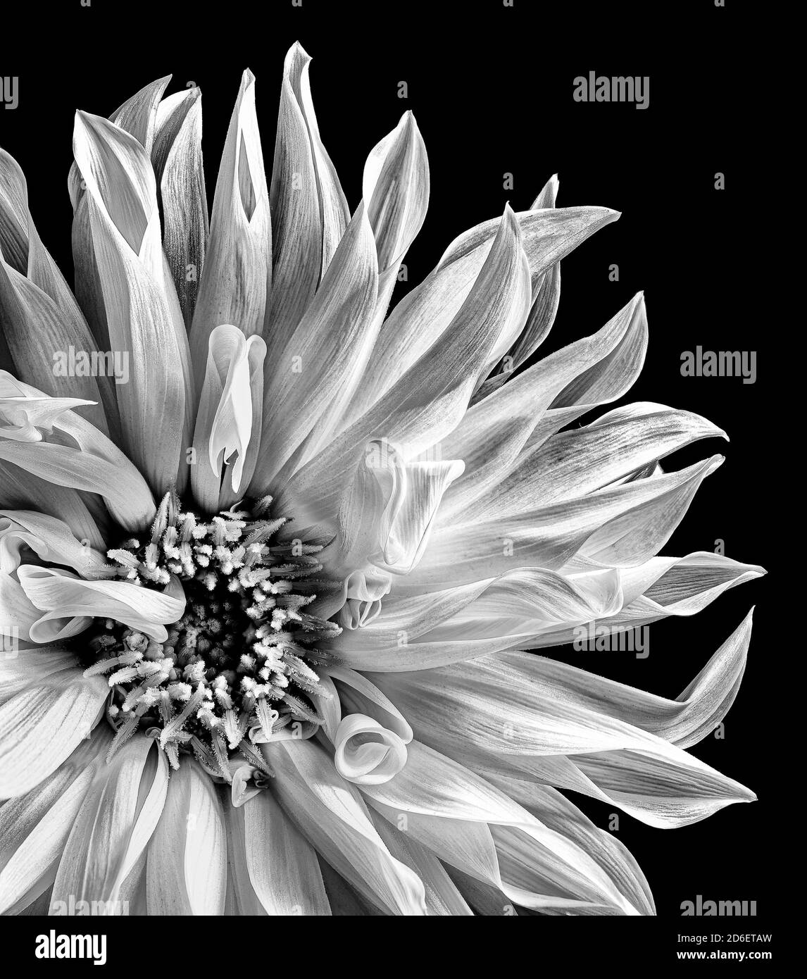 Dynamic flower Black and White Stock Photos & Images - Alamy