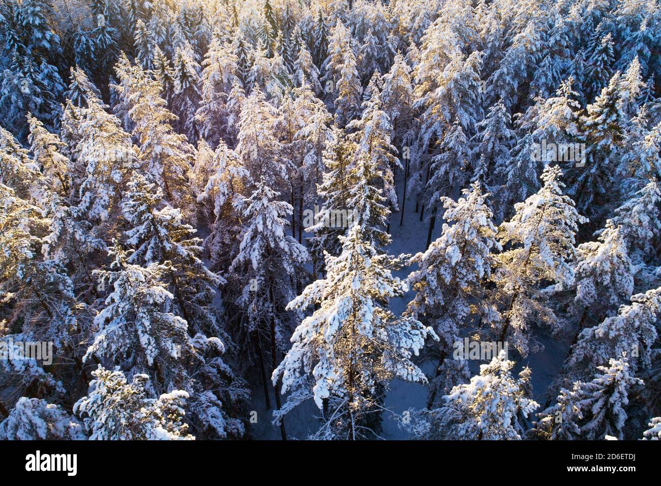 An aerial view of snowy and frosty winter boreal coniferous forest in Estonian nature in countryside, Northern Europe. Stock Photo
