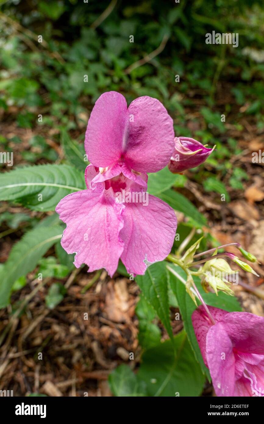 Indian balsam or glandular balsam (Impatiens glandulifera), single flower, Bavaria, Germany, Europe Stock Photo