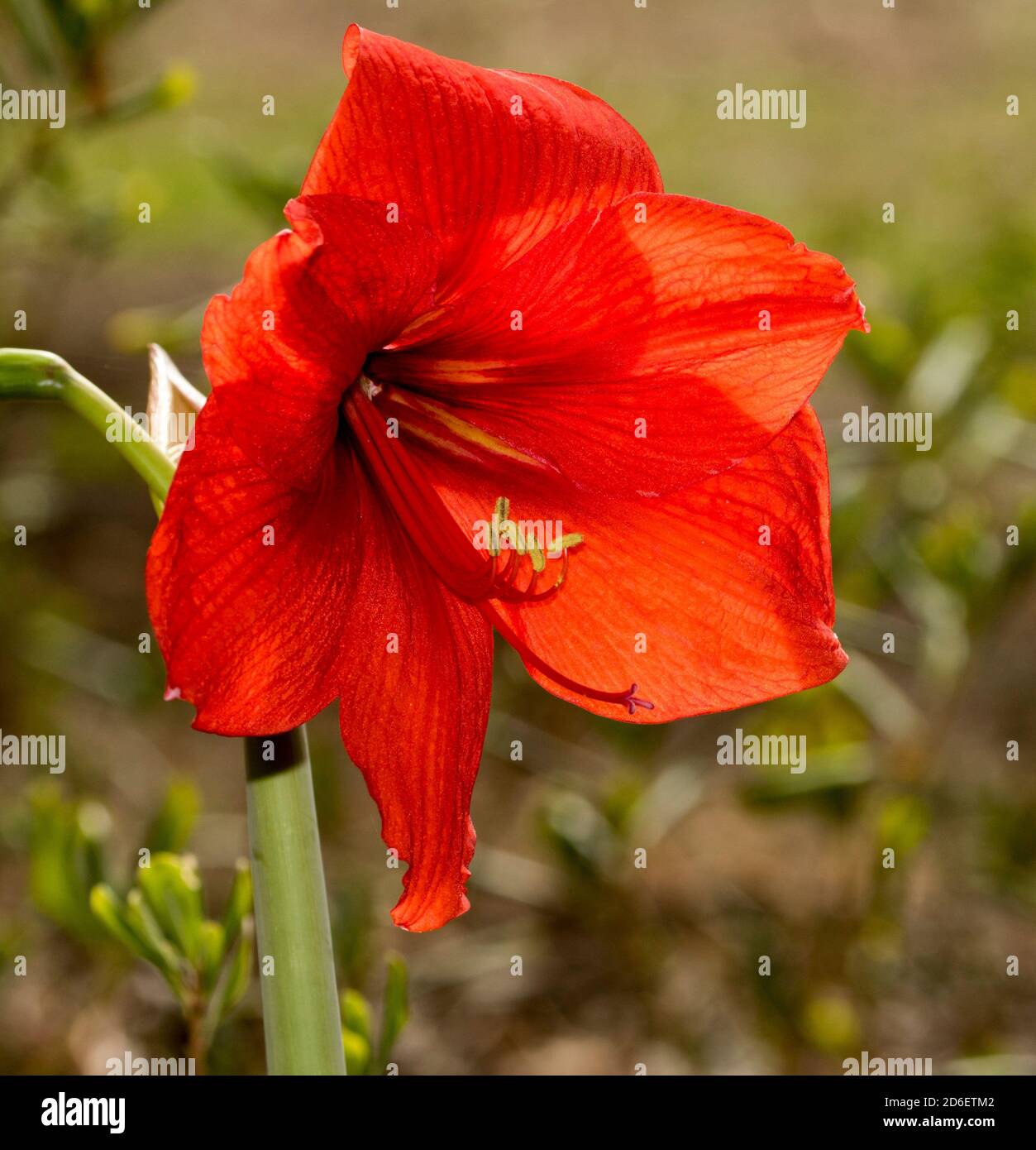 Spectacular large and vivid red flower of Hippeastrum, a spring flowering bulb, against light green background, in a sub-tropical garden in Australia Stock Photo