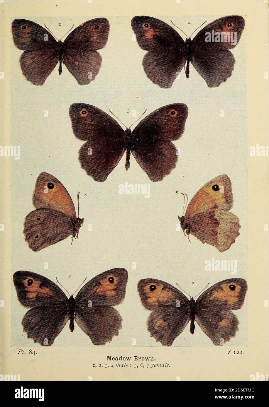 The meadow brown (Maniola jurtina) is a butterfly found in the Palearctic realm. Stock Photo