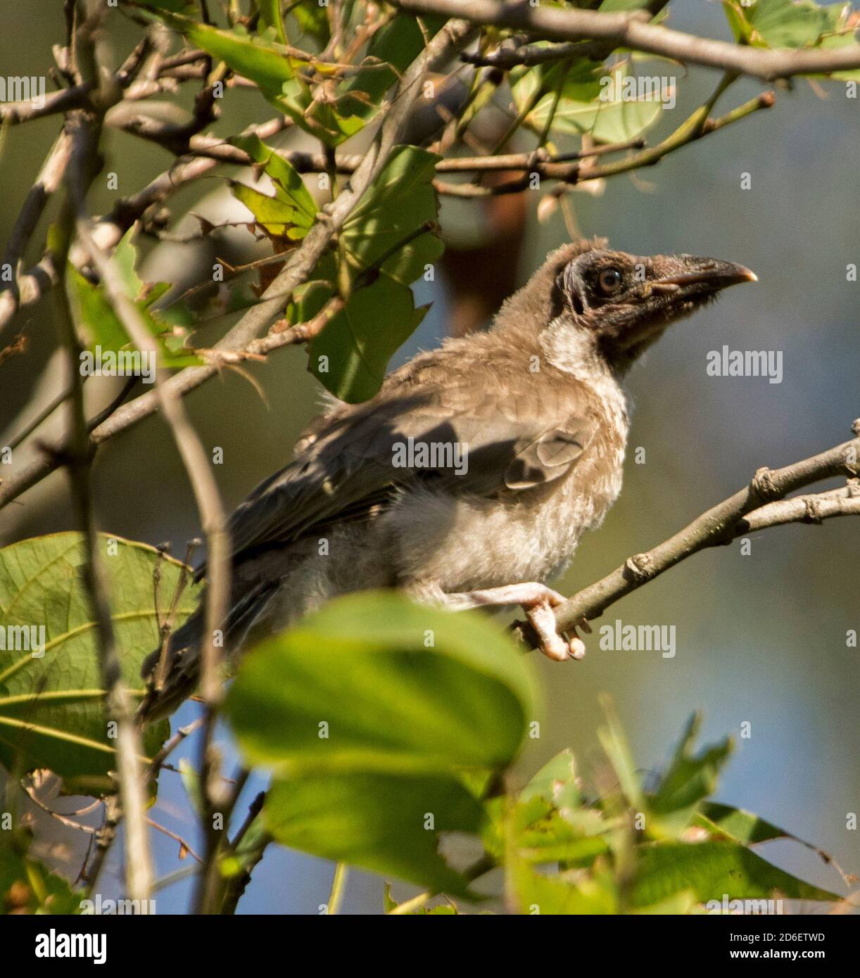 Noisy Friarbird fledgling / chick, Philemon corniculatus, a honeyeater,  perched on branch of tree among green leaves in an Australian garden Stock  Photo - Alamy