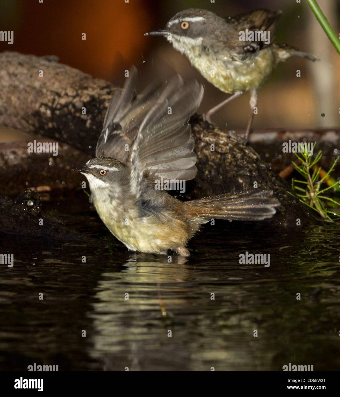 White-browed scrubwren, Sericornis frontalis in flight at garden bird bath / pond Stock Photo