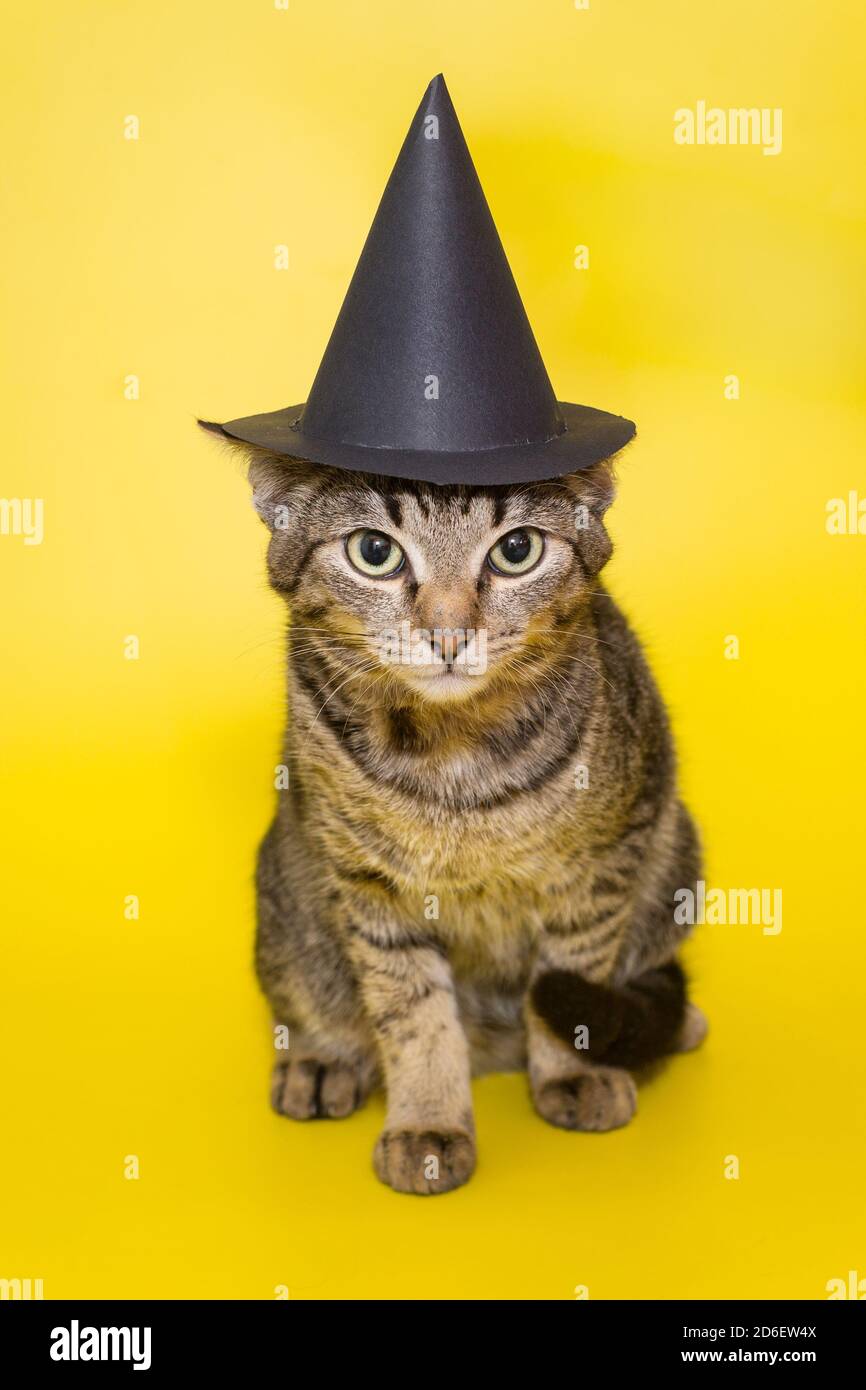 Beautiful grey kitten in a black wizard hat on Halloween Stock Photo