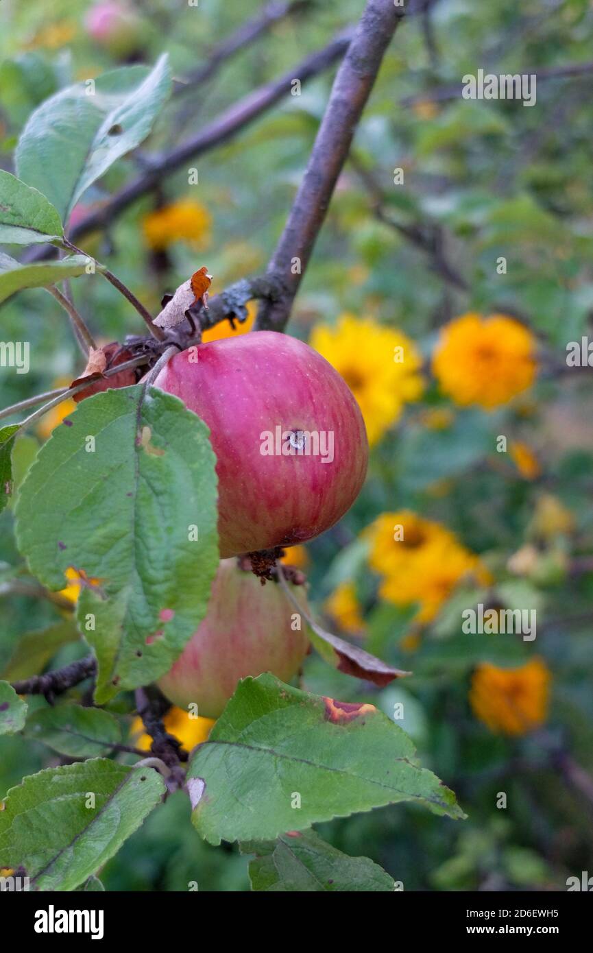 Apple infested with codling moth (Cydia pomonella), damage pattern ...