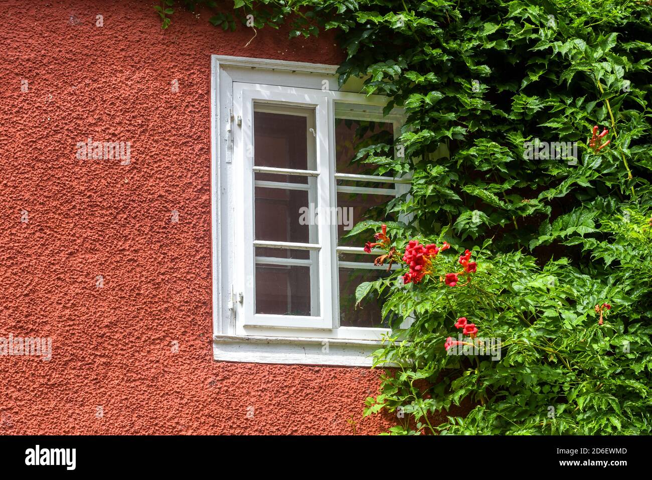 Window and ivy, home overgrown with plants and flowers. Wall of rural cottage or city building with wooden window in summer. Detail of beautiful house Stock Photo