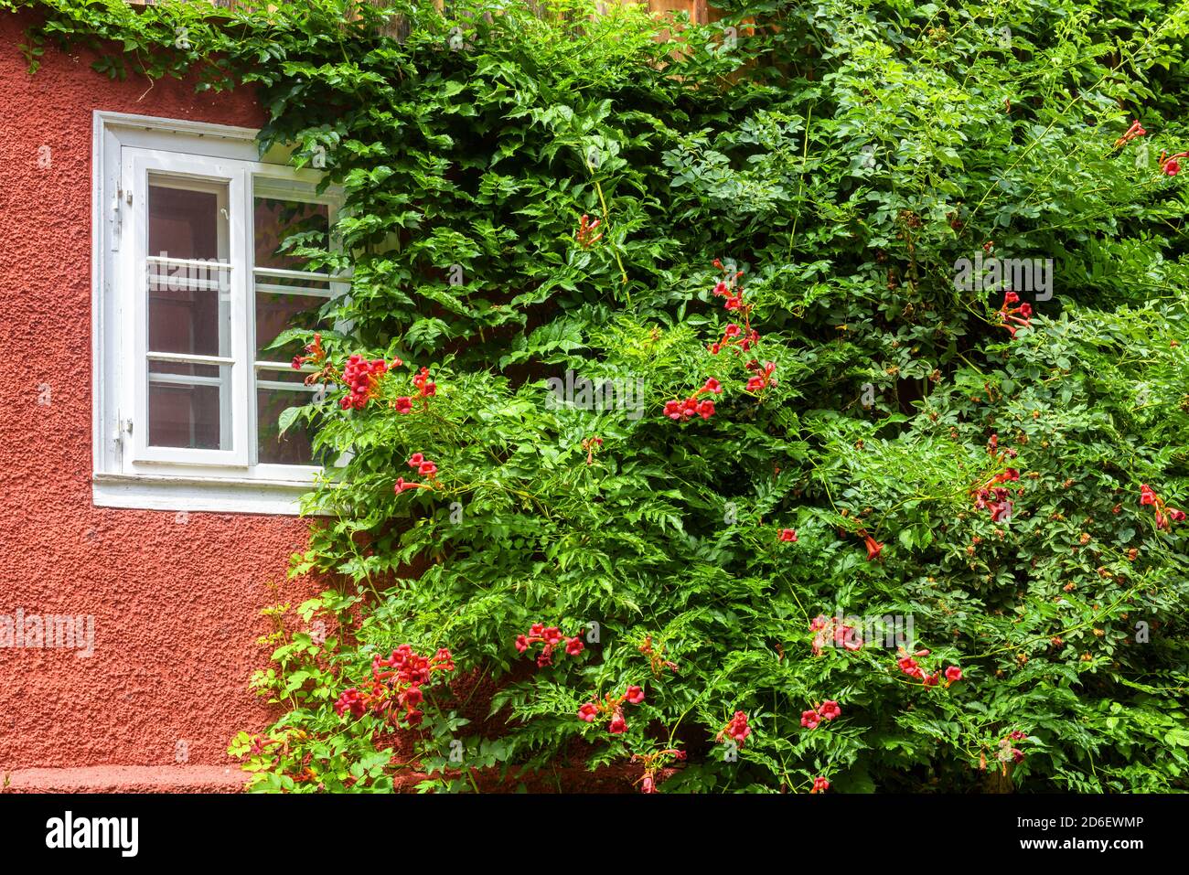 House overgrown with ivy, beautiful exterior covered by green plants and flowers. Outside wall of rural cottage or city building with green foliage an Stock Photo
