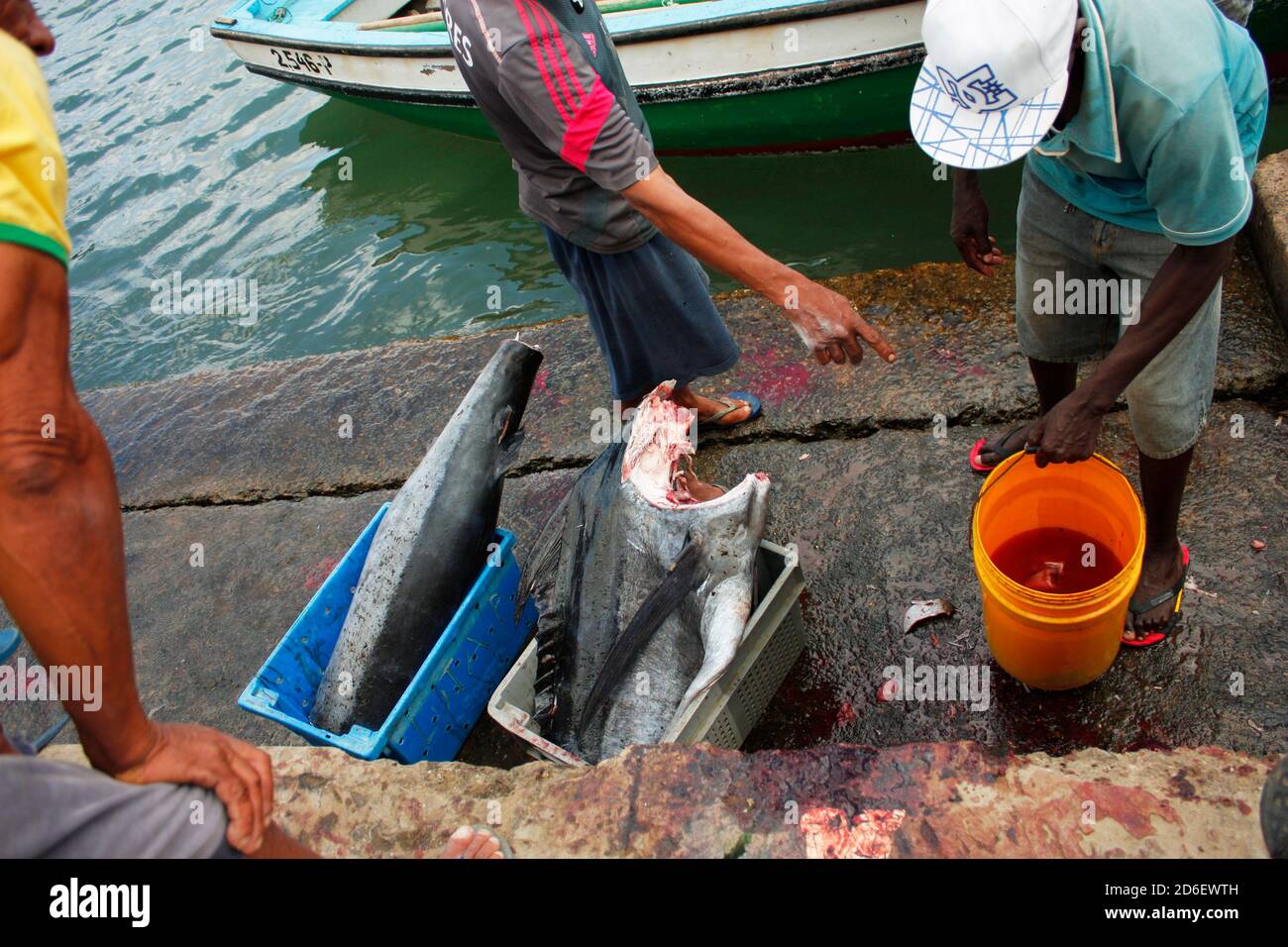 Local fishermen preparing and cleaning tuna in Palmeria, Cape Verde Stock Photo