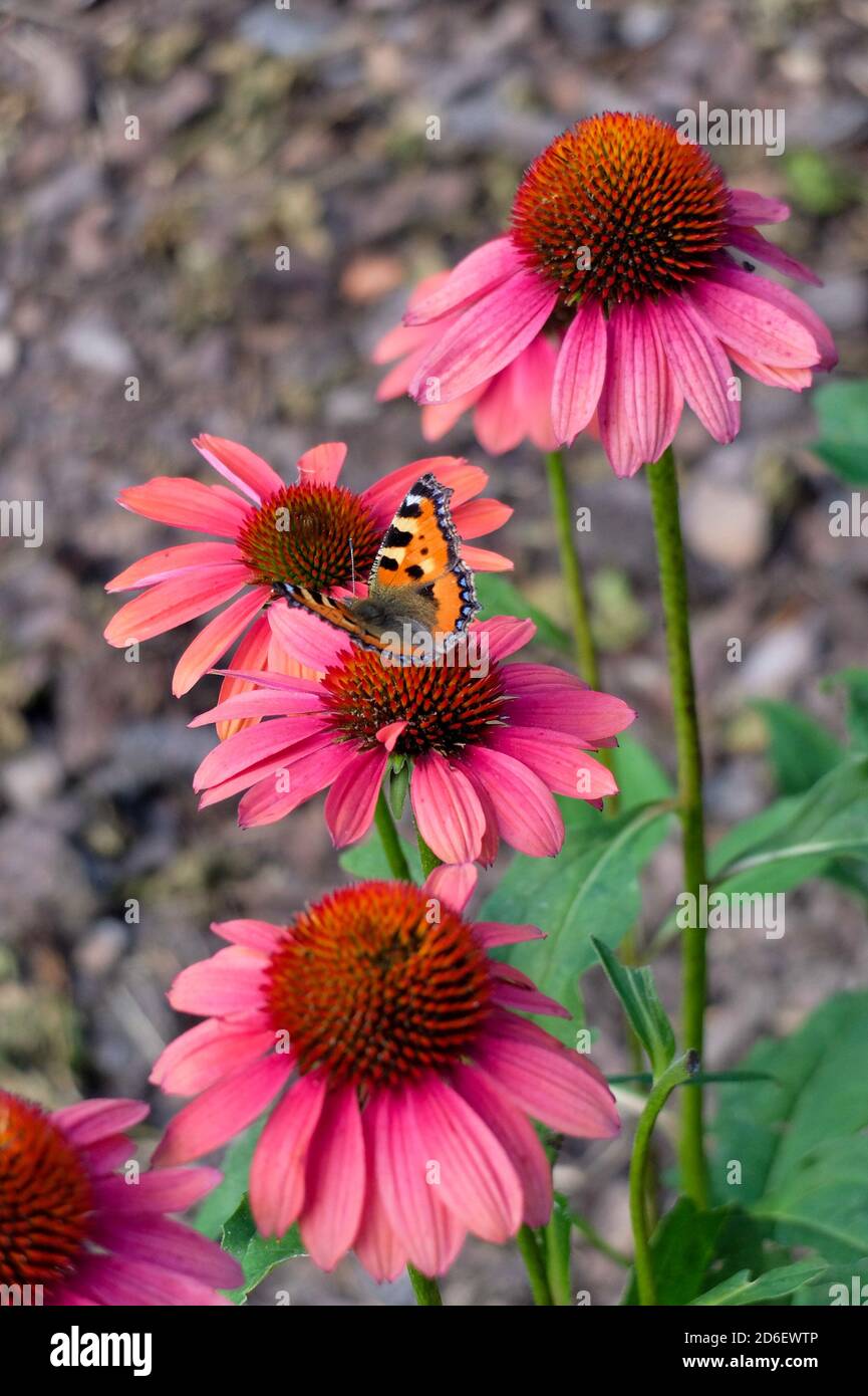 Red coneflower (Echinacea purpurea) with butterfly, small fox (Aglais urticae, syn .: Nymphalis urticae) Stock Photo