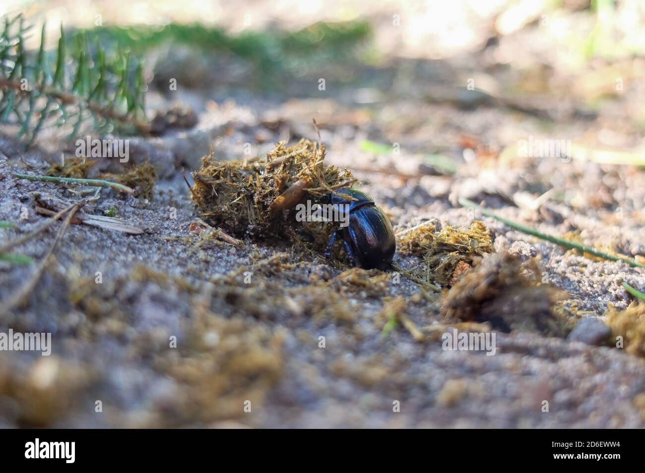 Dung beetle (Geotrupes stercorarius) rolls ball of fresh manure Stock Photo