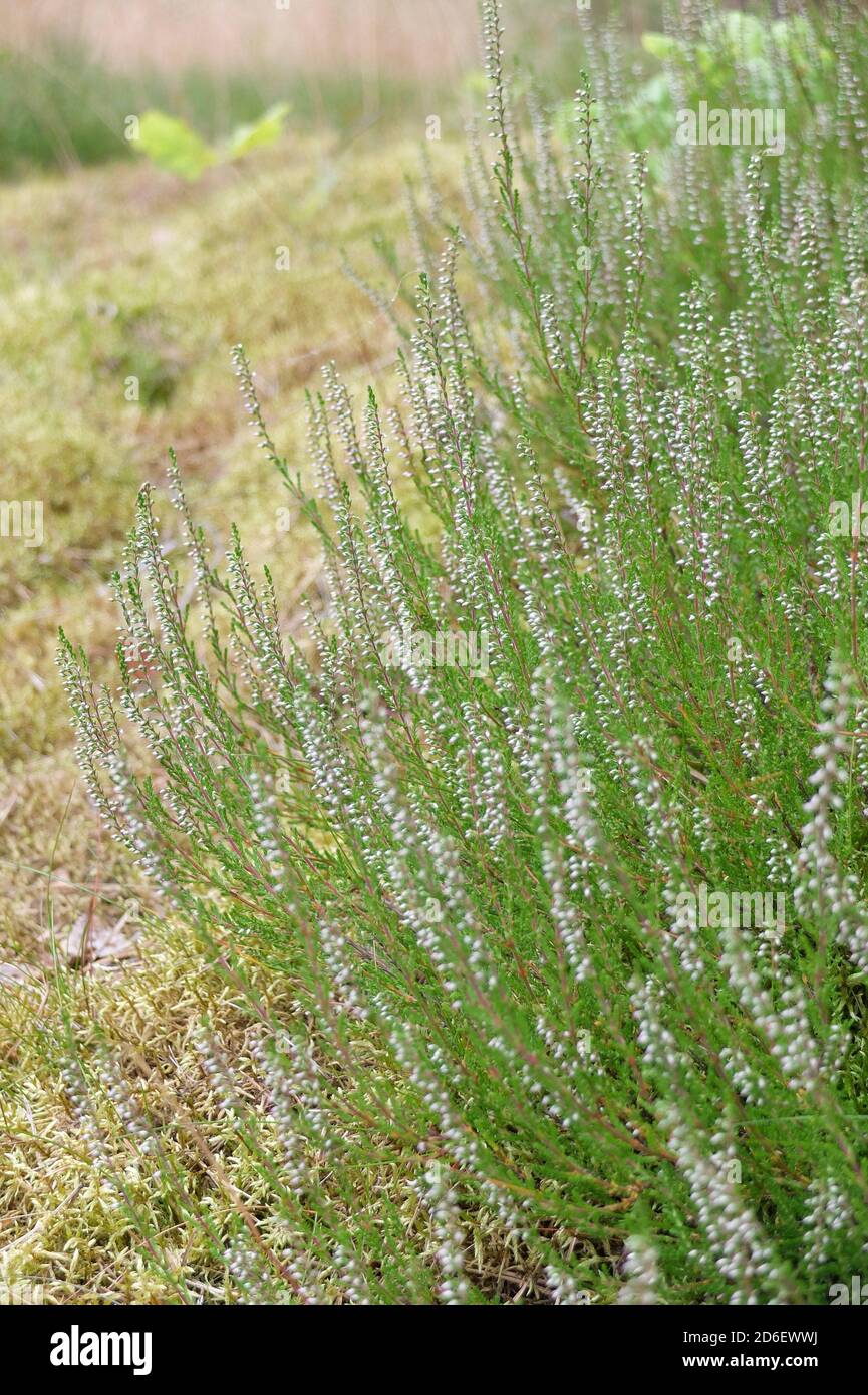 Common heather (Calluna vulgaris) with white flowers Stock Photo