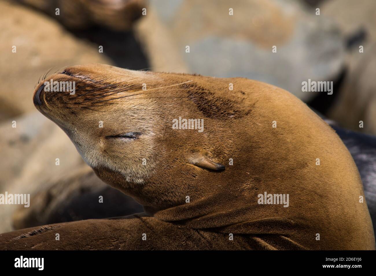 Sea lion at La Jolla California Stock Photo