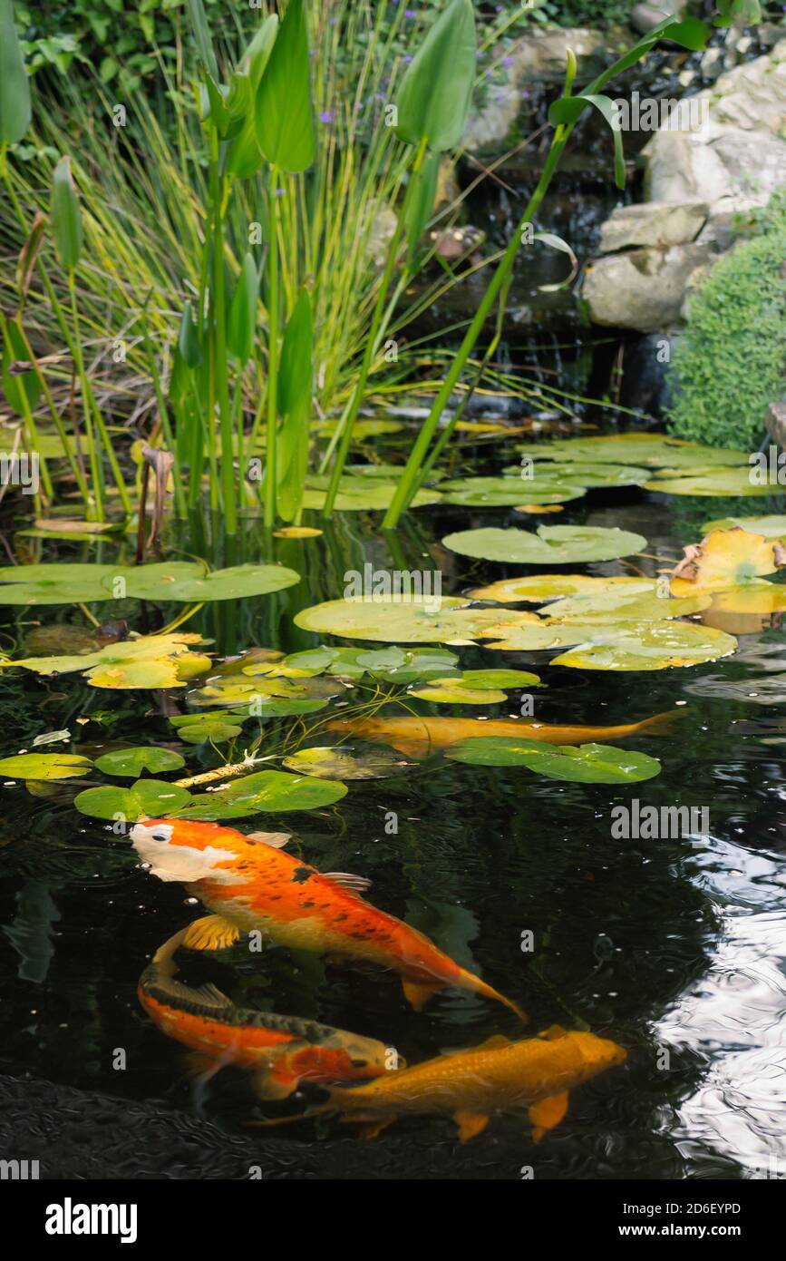 Koi carp in a pond with waterlilies and a waterfall Stock Photo - Alamy