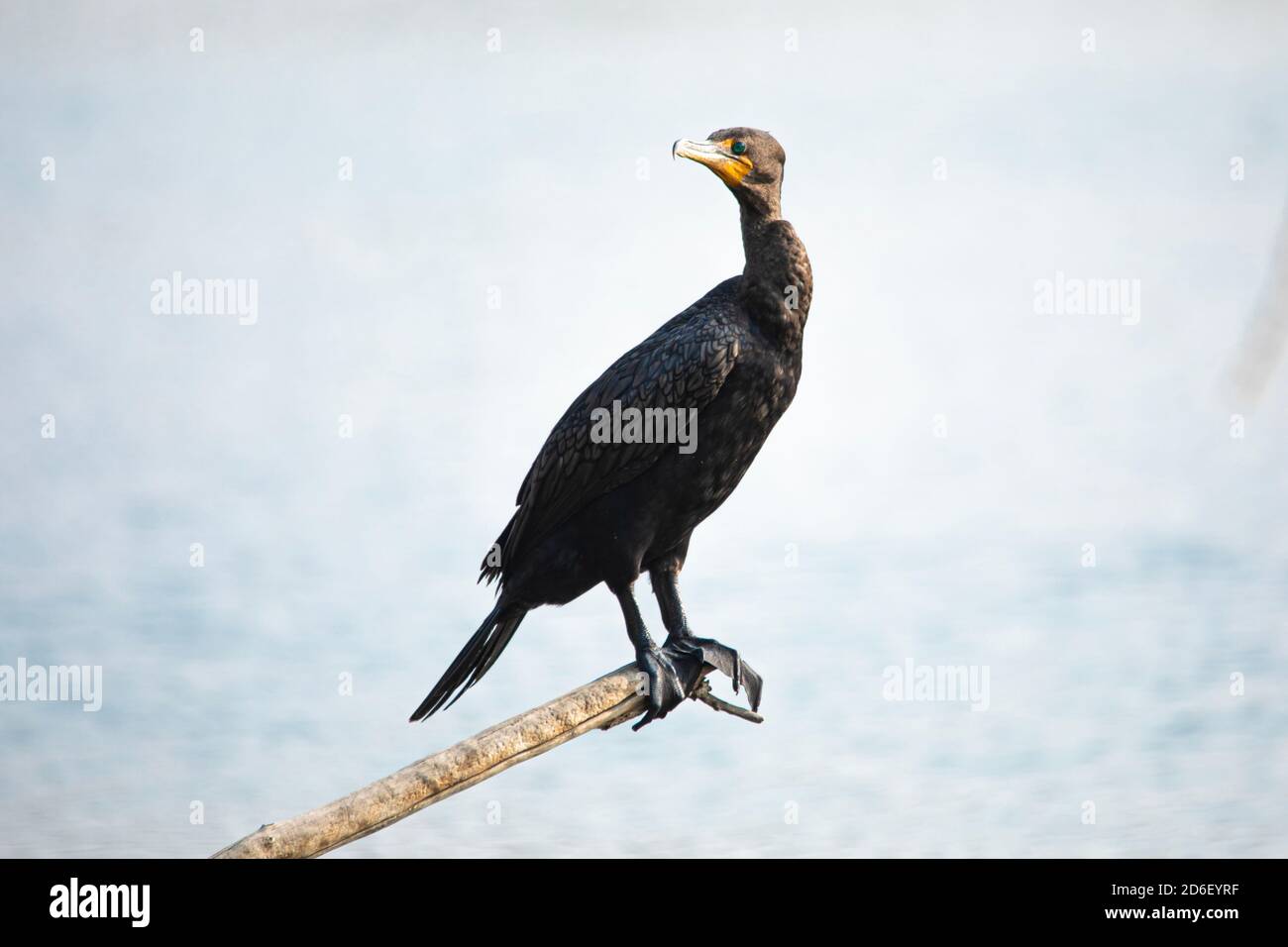 cormorant on the lake Los Angeles Stock Photo