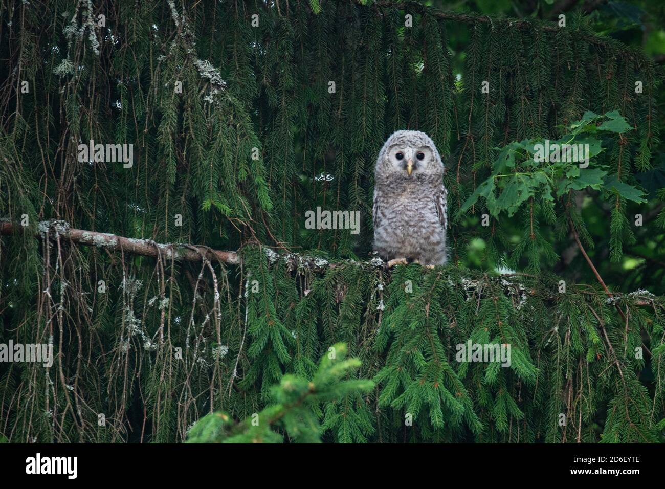 Small juvenile Ural owl, Strix uralensis, chick in a lush boreal forest in Estonian nature, Northern Europe. Stock Photo