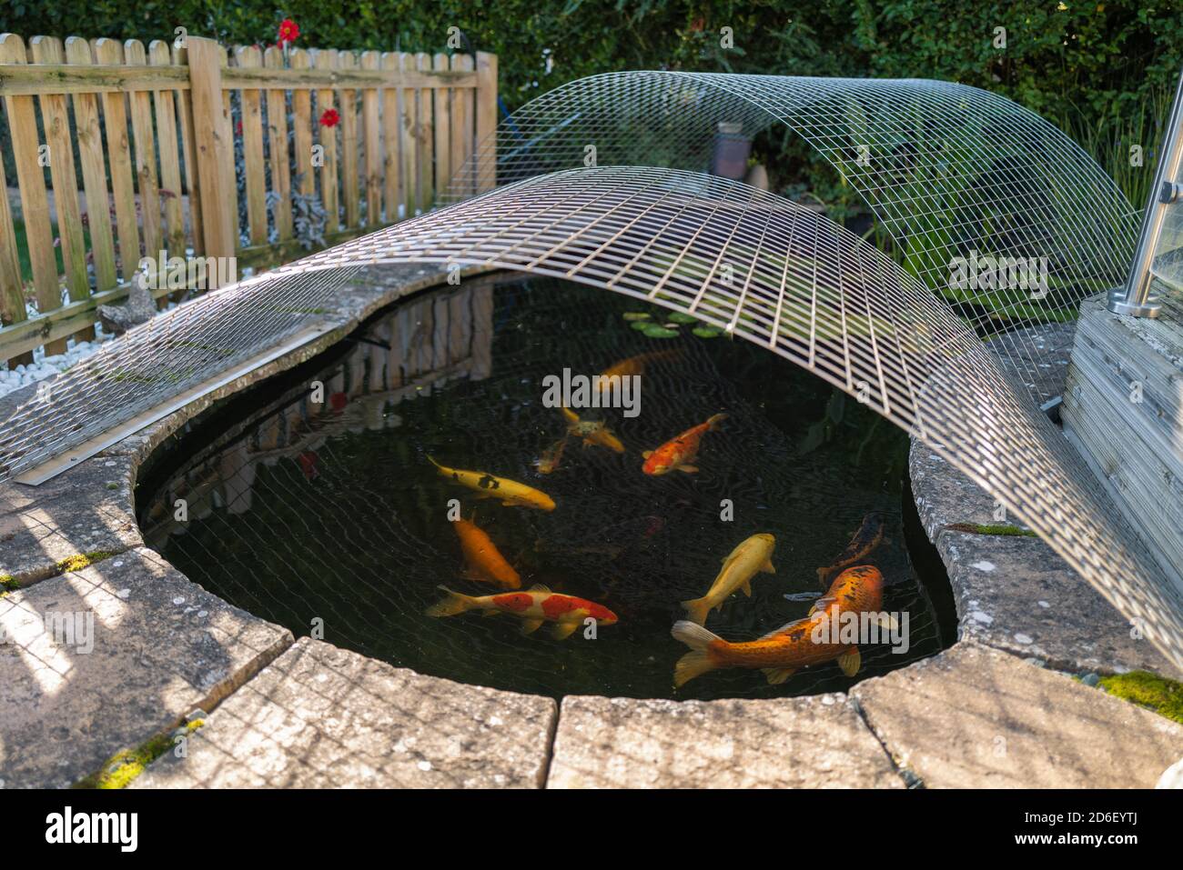 Koi carp fish in a pond with a mesh cover heron protector and picket fence  surround Stock Photo - Alamy