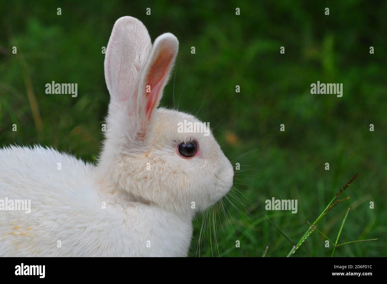White rabbit on the grass Stock Photo