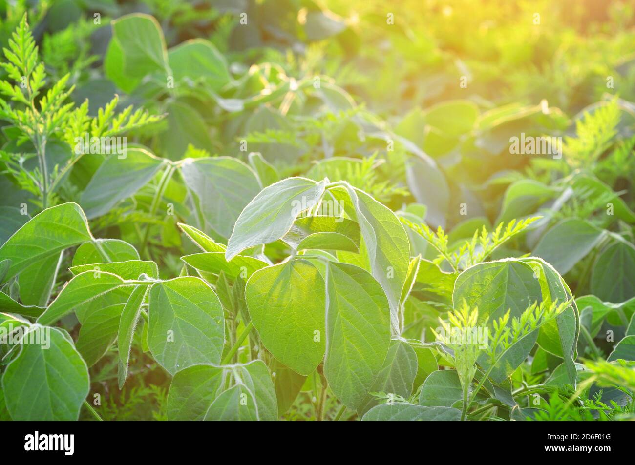 Soy plants with ragweed, Ambrosia artemisiifolia, one of the major and most invasive weeds Stock Photo