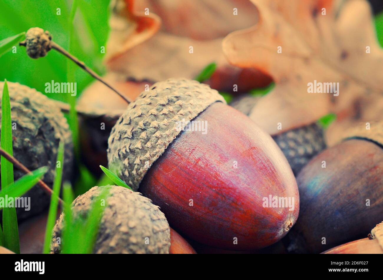 Acorns in grass hi-res stock photography and images - Alamy
