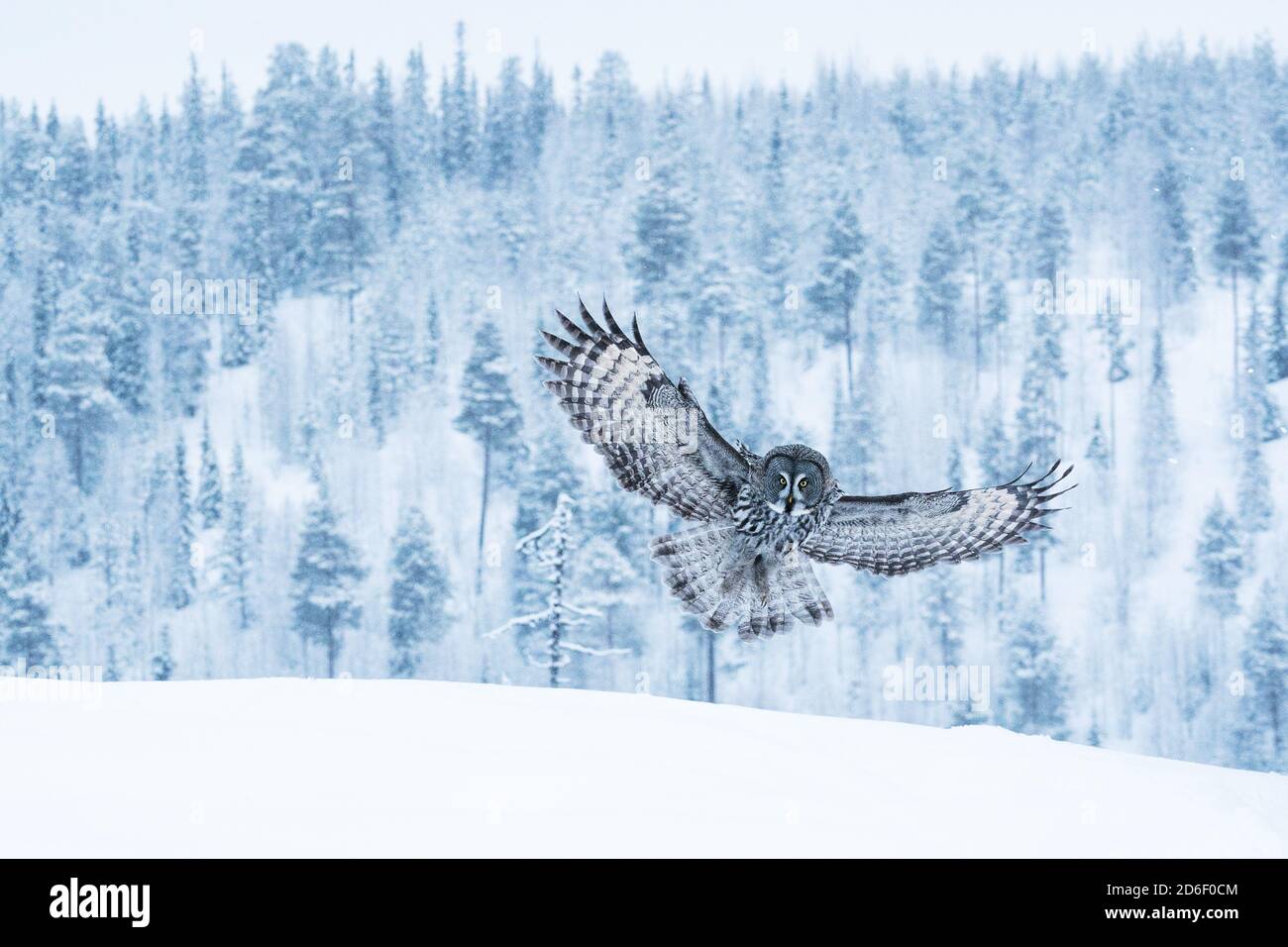 A large and graceful bird of prey Great Grey Owl (Strix nebulosa) flying over wintery taiga landscape near Kuusamo in Northern Finland. Stock Photo