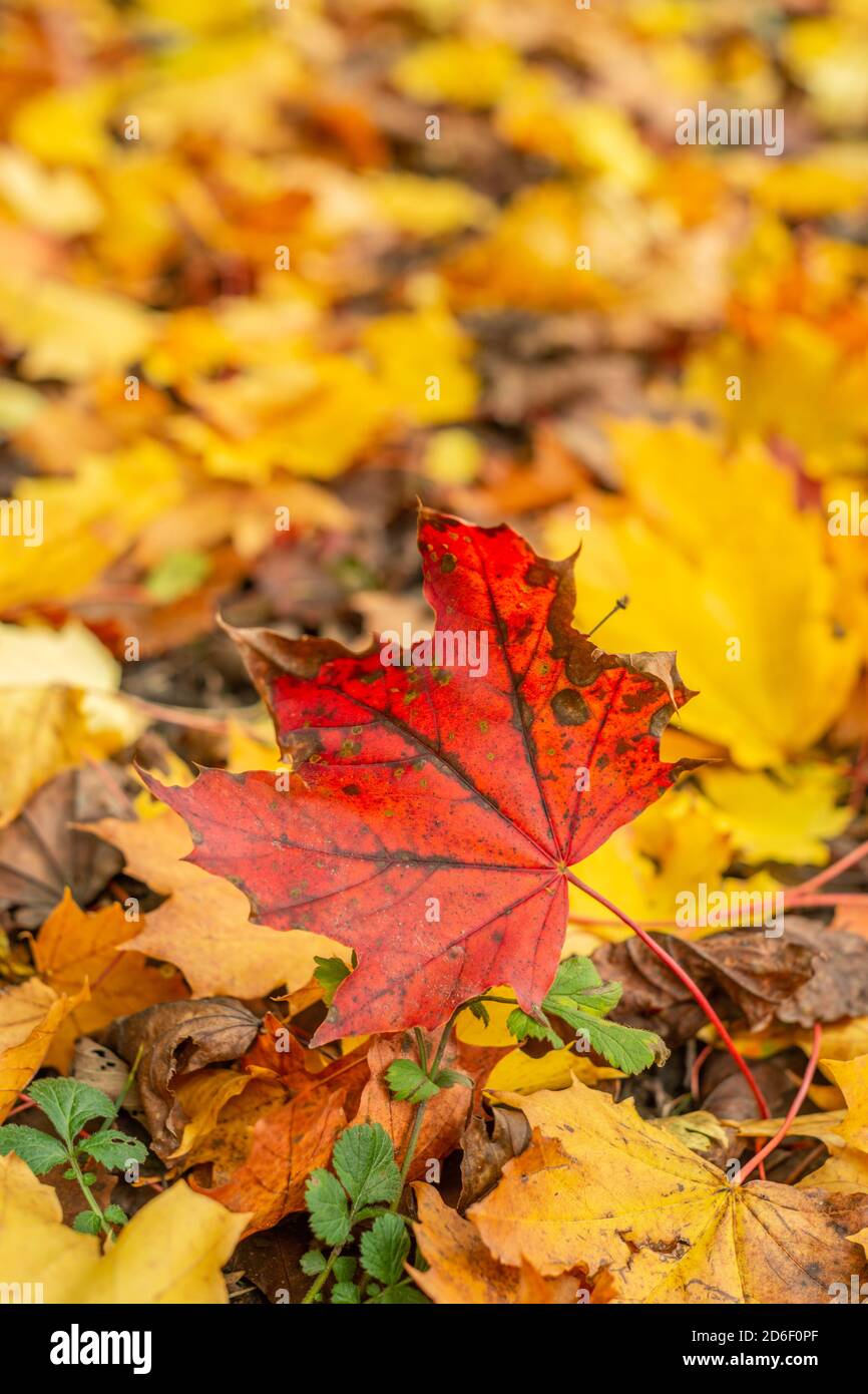 Red leaf in amongst autumnal colours on forest floor, England UK Stock Photo