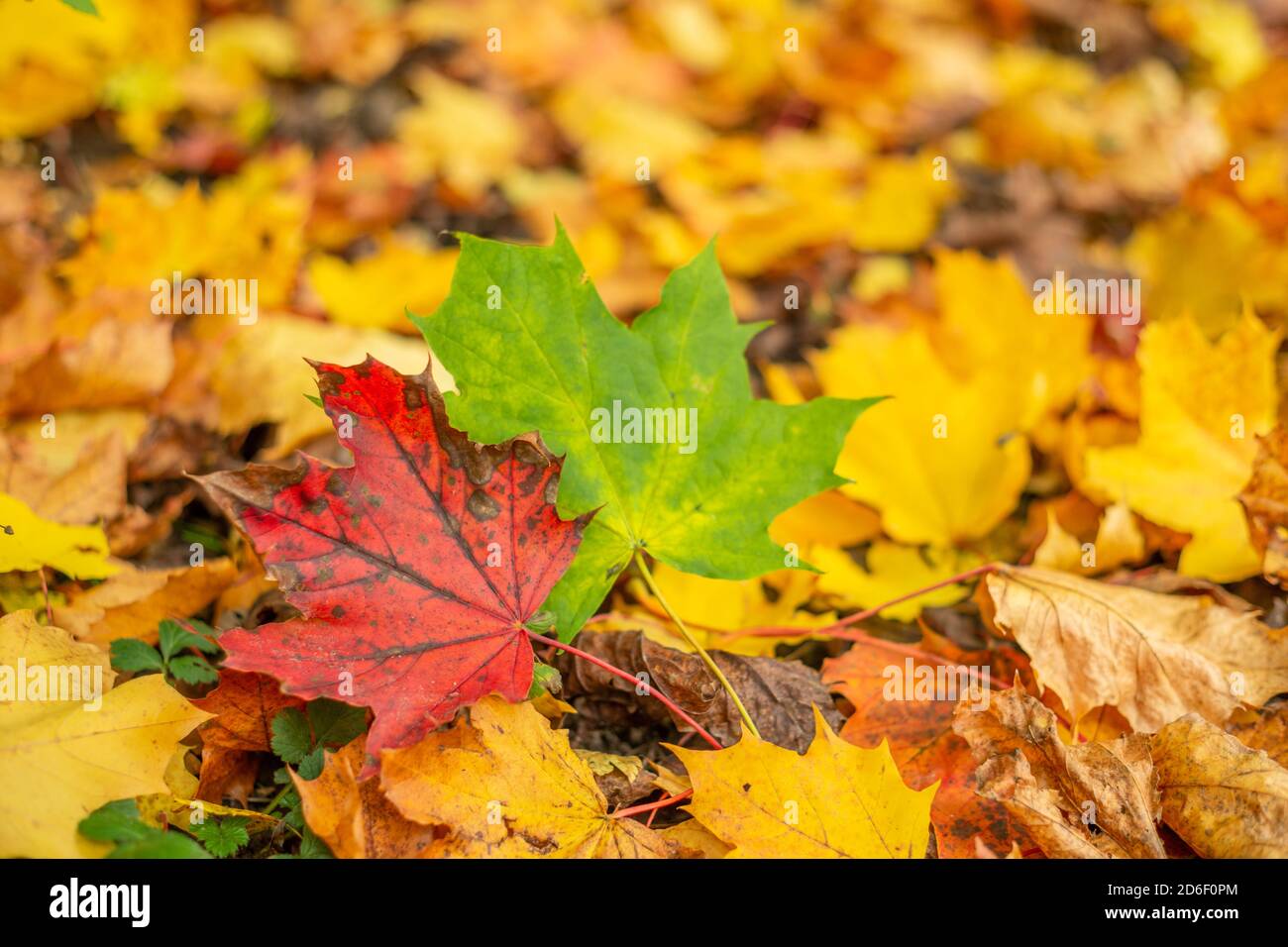 Red and green leaf in amongst yellow and orange leaves on forest floor, autumn or fall, seasons changing, lifecycle, plants, trees. England UK Stock Photo