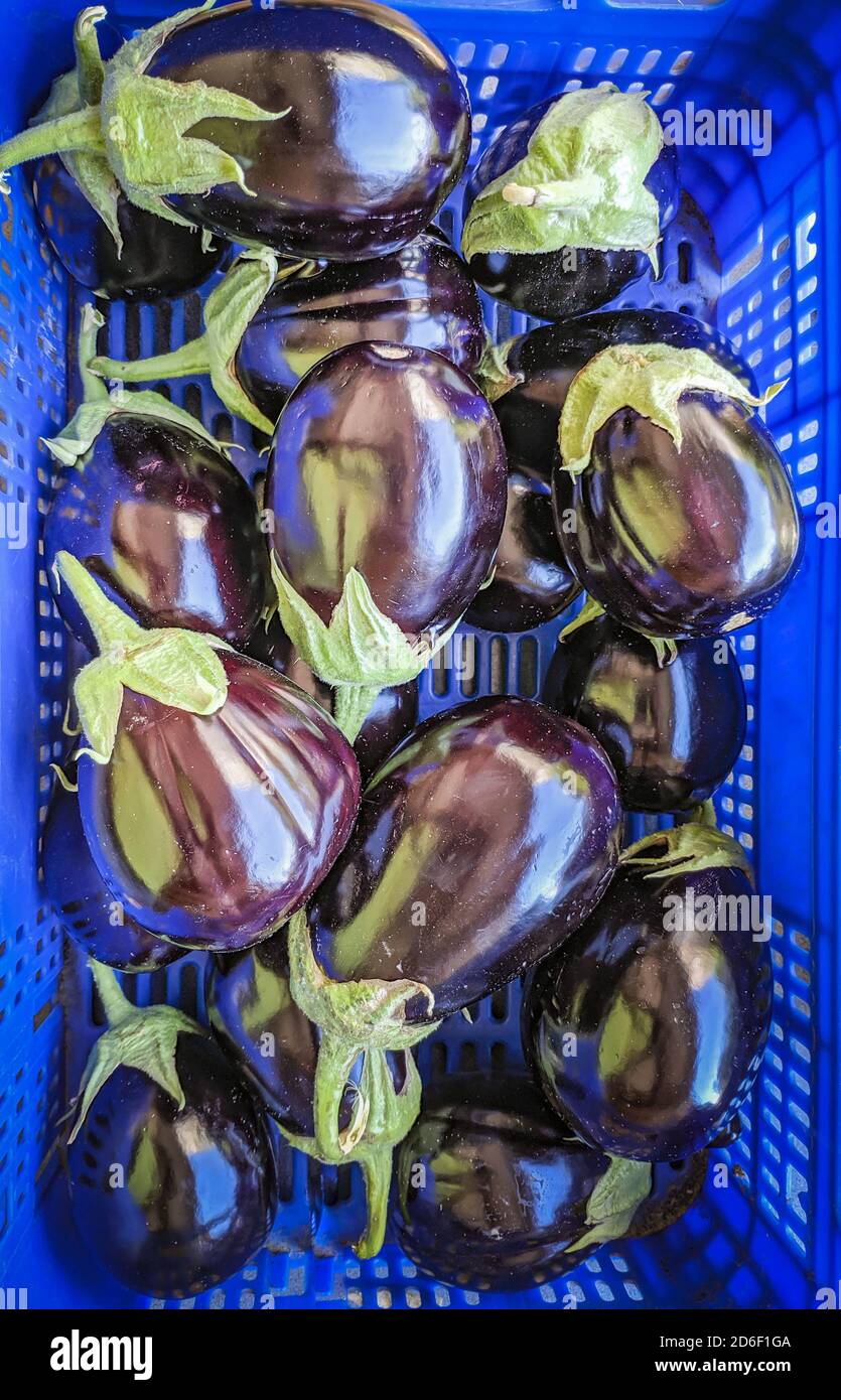 Closeup shot of organic eggplants freshly picked from the garden. Fruit shop Stock Photo