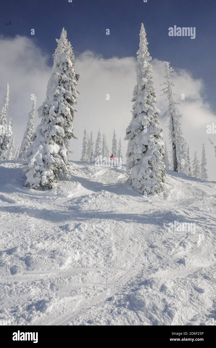 Female skier looking at the a steep ski run with powder snow and snow covered trees. Revelstoke, Canada. Model release. Stock Photo