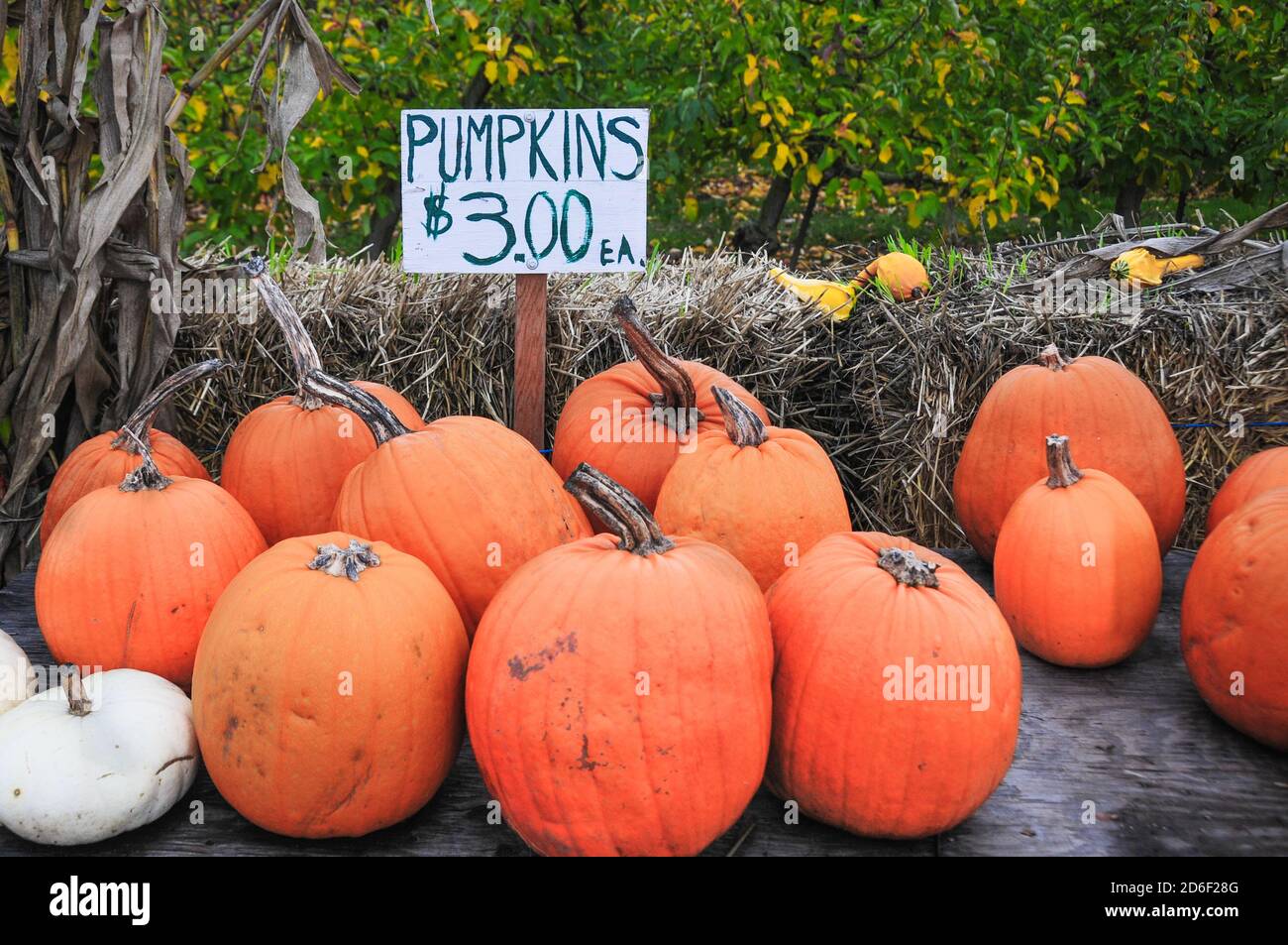 A group of large orange pumpkins for sale at a pumpkin farm. With ...