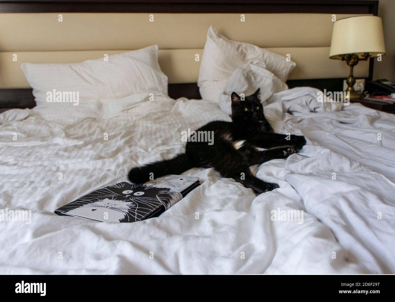 Black cat with white speck lies on white bed near book with cats on the cover. Traveling with pets Stock Photo
