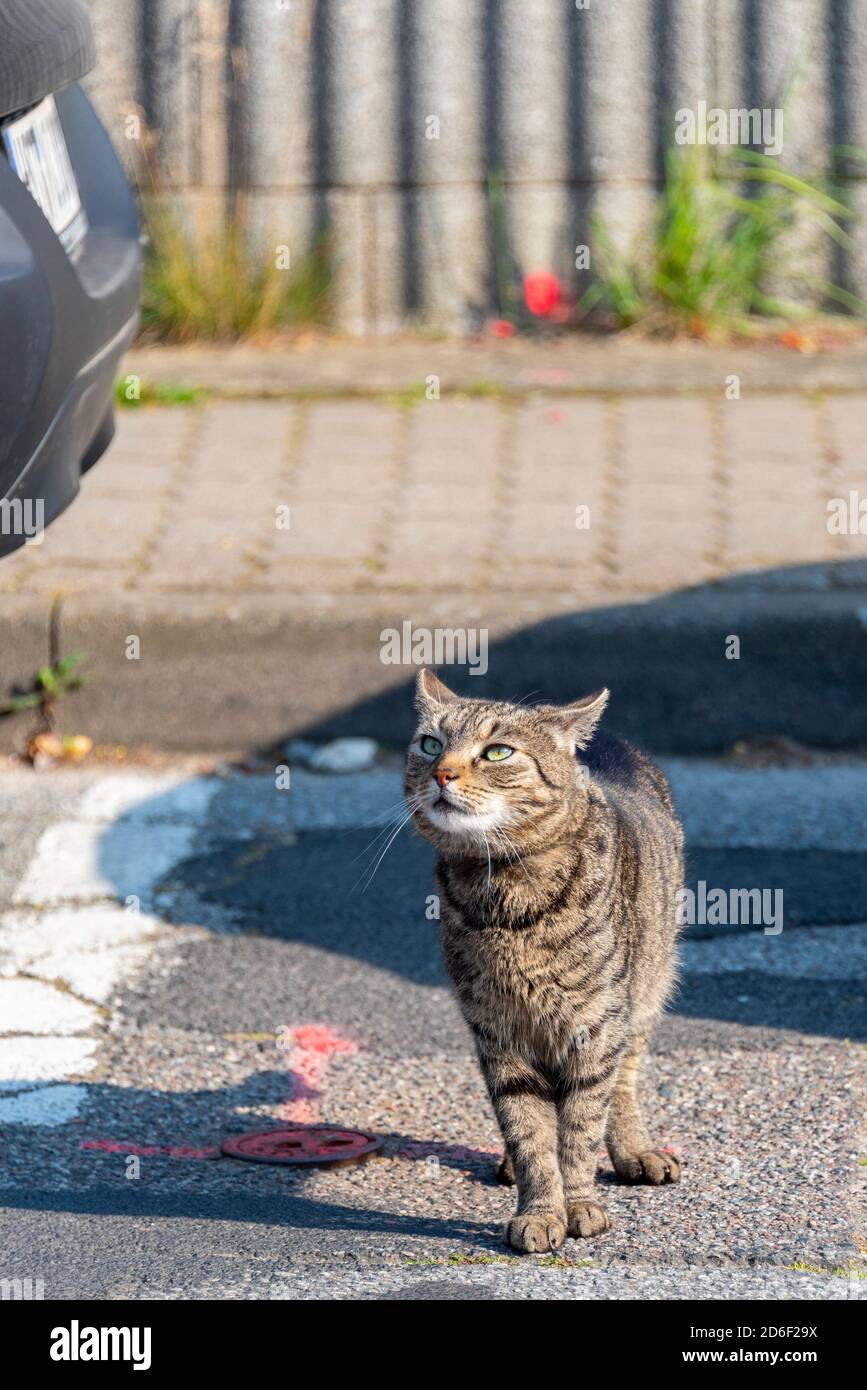 Cat runs across the street between parked cars Stock Photo - Alamy