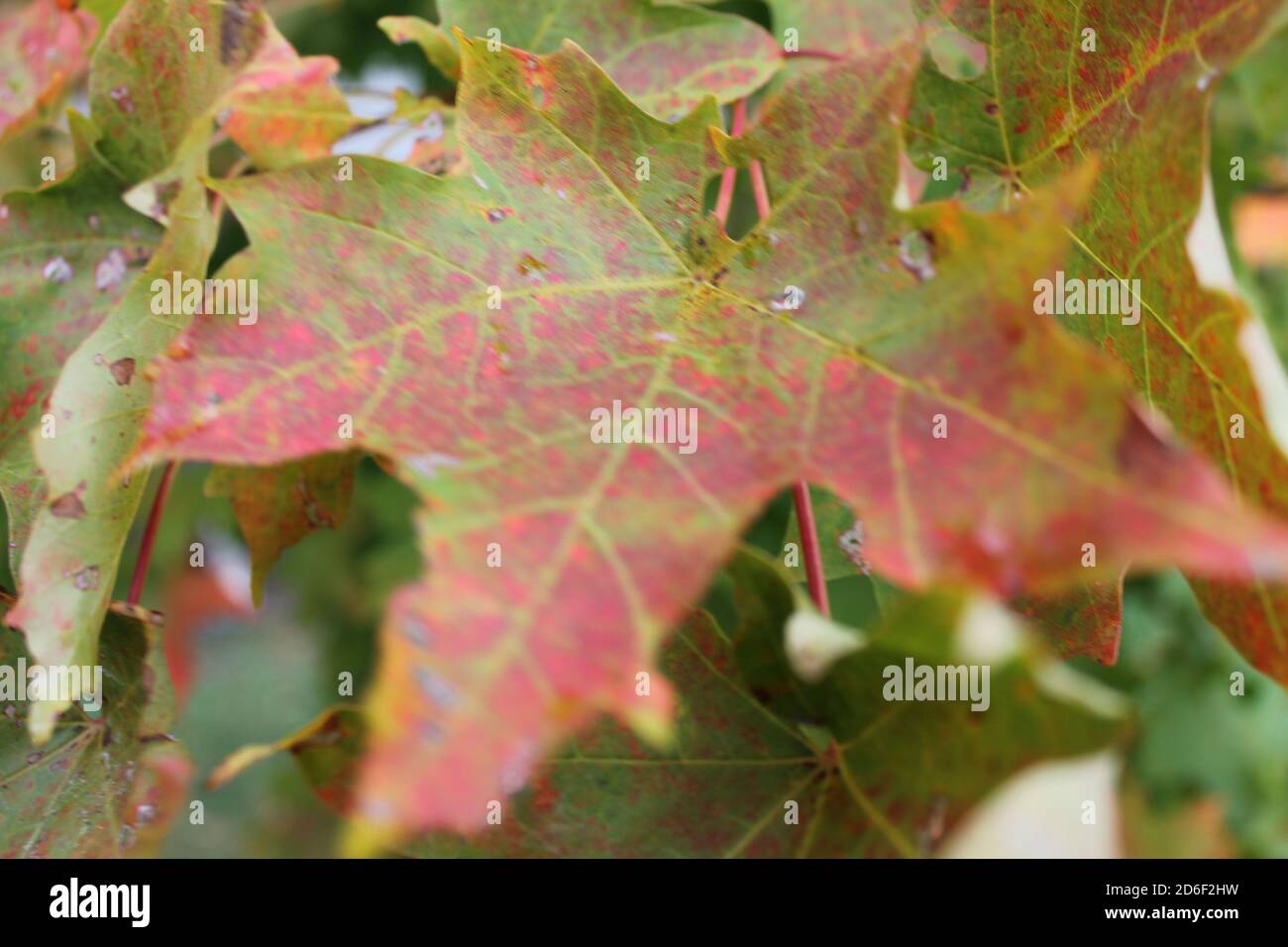 Picture of leaves changing color in the fall season Stock Photo - Alamy