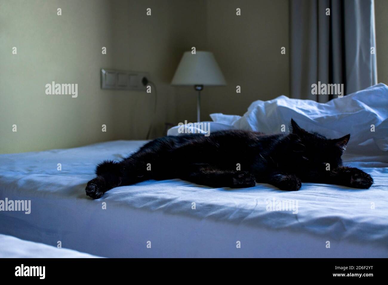 Black cat sleeping on white bed in room. Traveling with pets Stock Photo