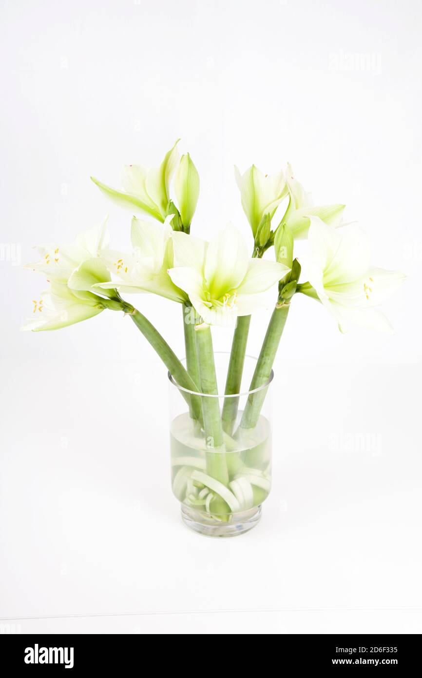 White amaryllis in a glass vase on white ground Stock Photo Alamy