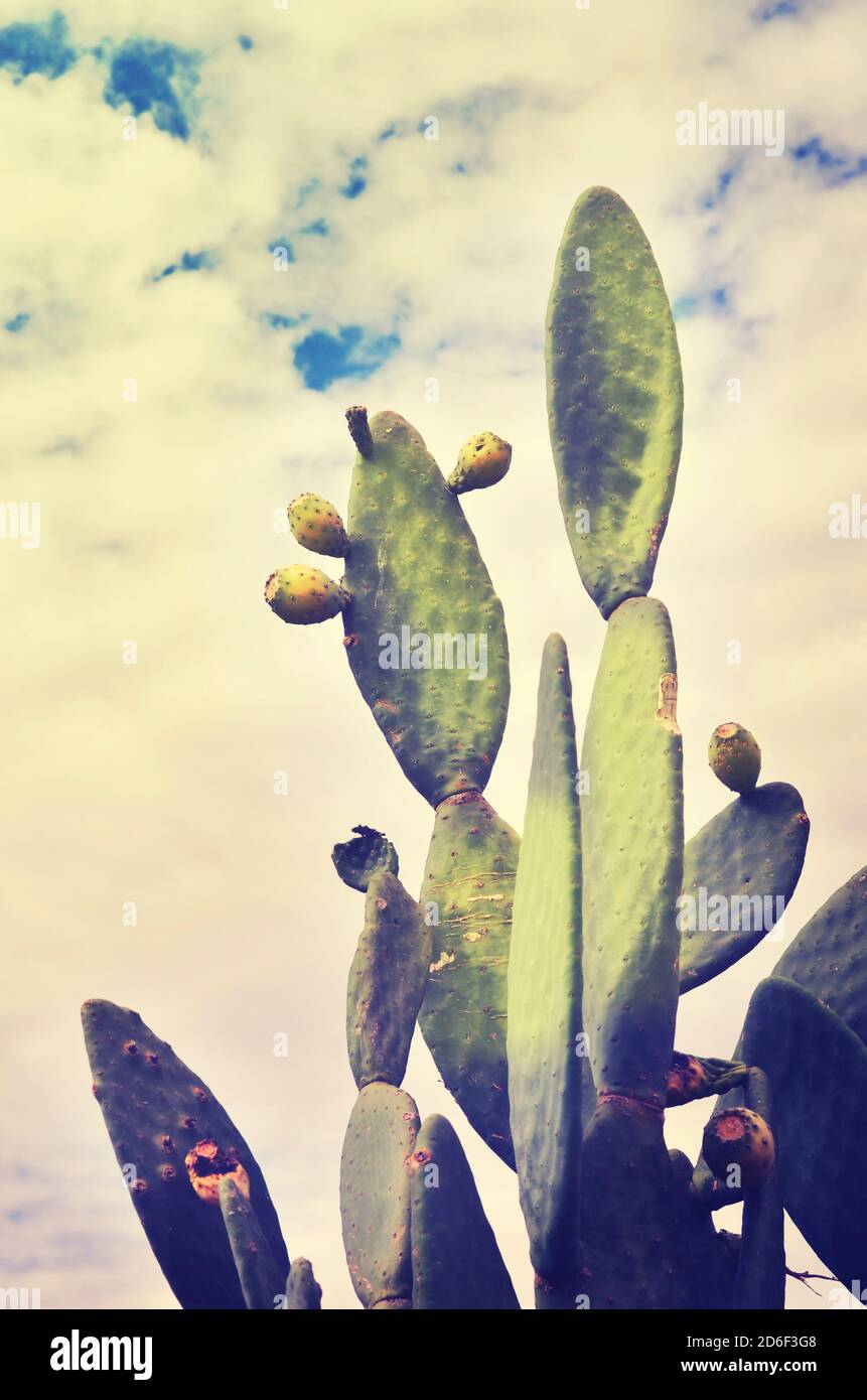 Tall prickly pear cactus hi-res stock photography and images - Alamy