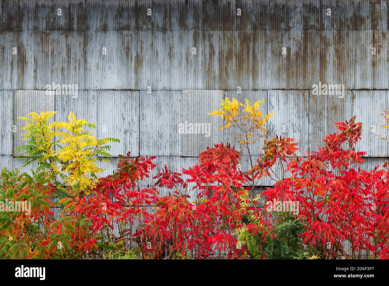 Autumn colors of bushes along fence in front of aluminum siding wall Stock Photo