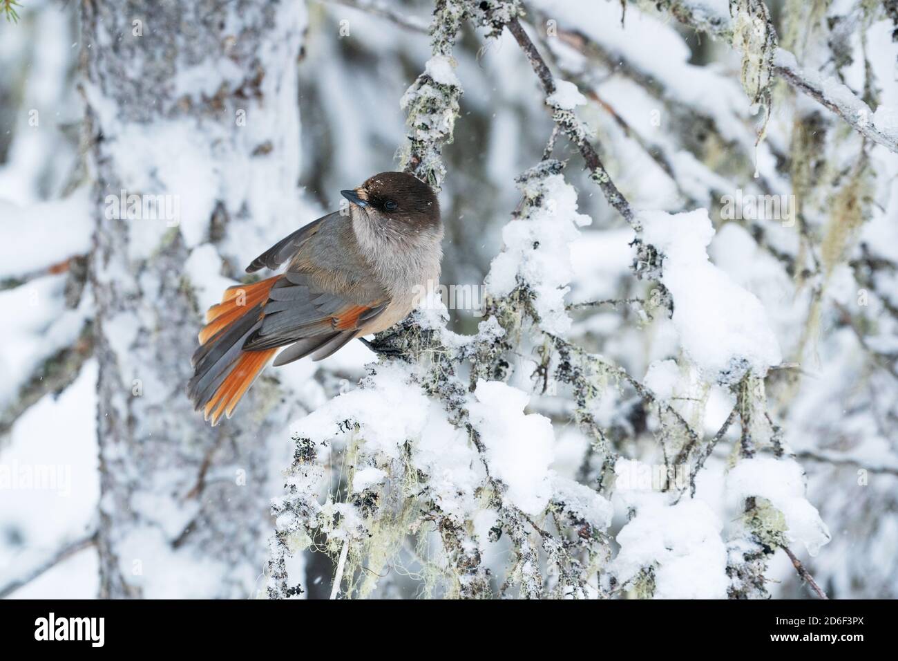 Curious Siberian jay, Perisoreus infaustus, during a beautiful wintery day in Lapland, Northern Finland Stock Photo