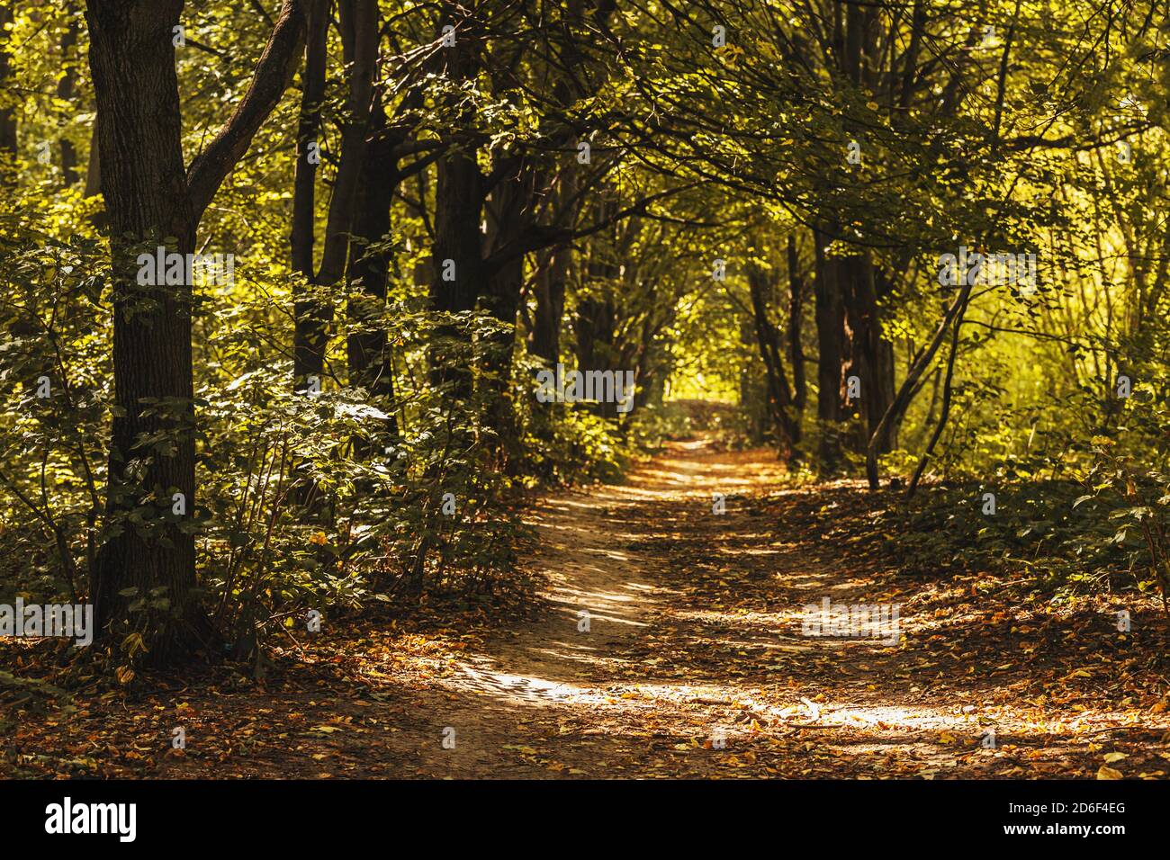 Beautiful road in a autumn forest. Sunny day Stock Photo - Alamy