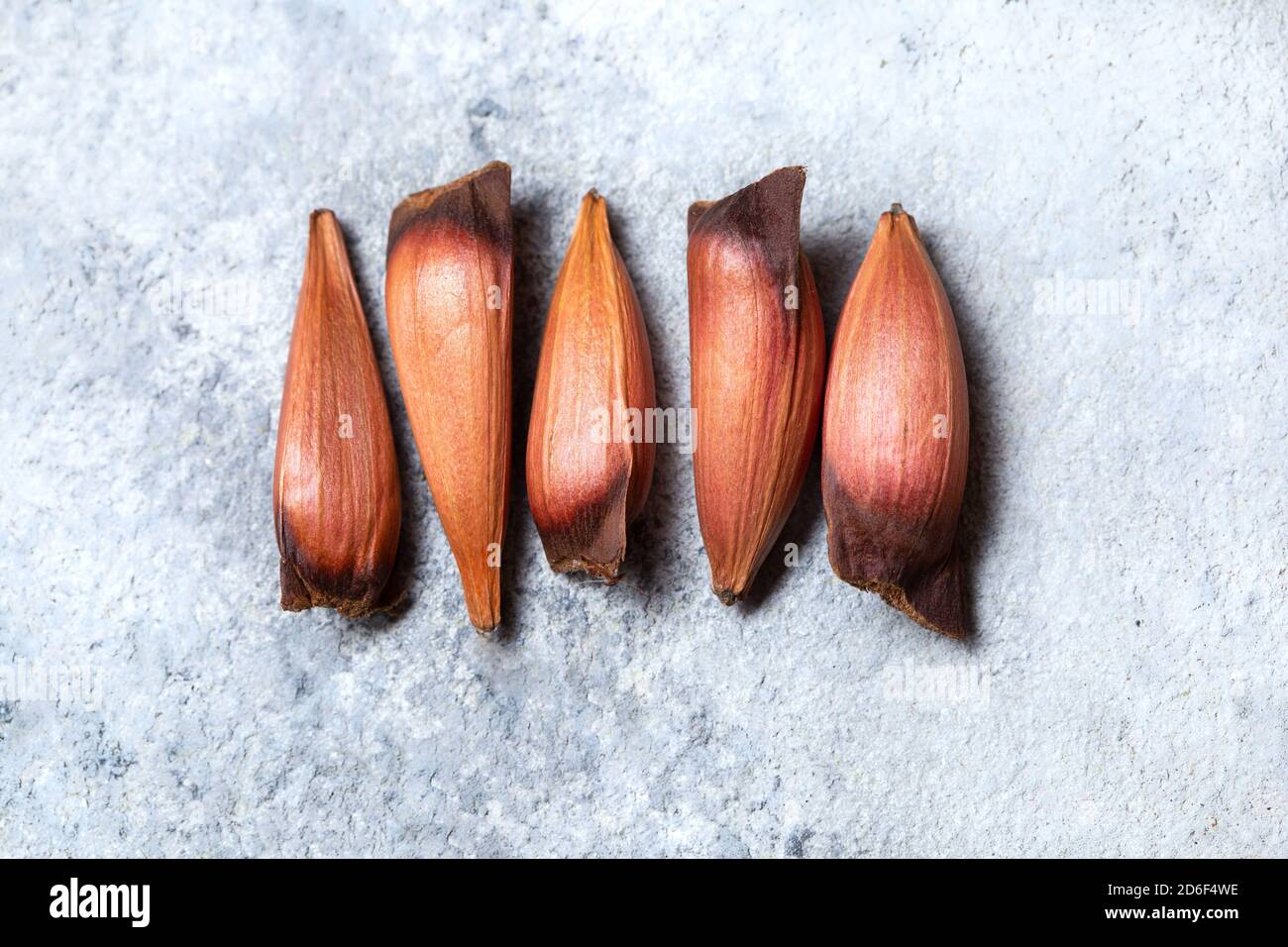 Araucaria Seed High Resolution Stock Photography And Images Alamy