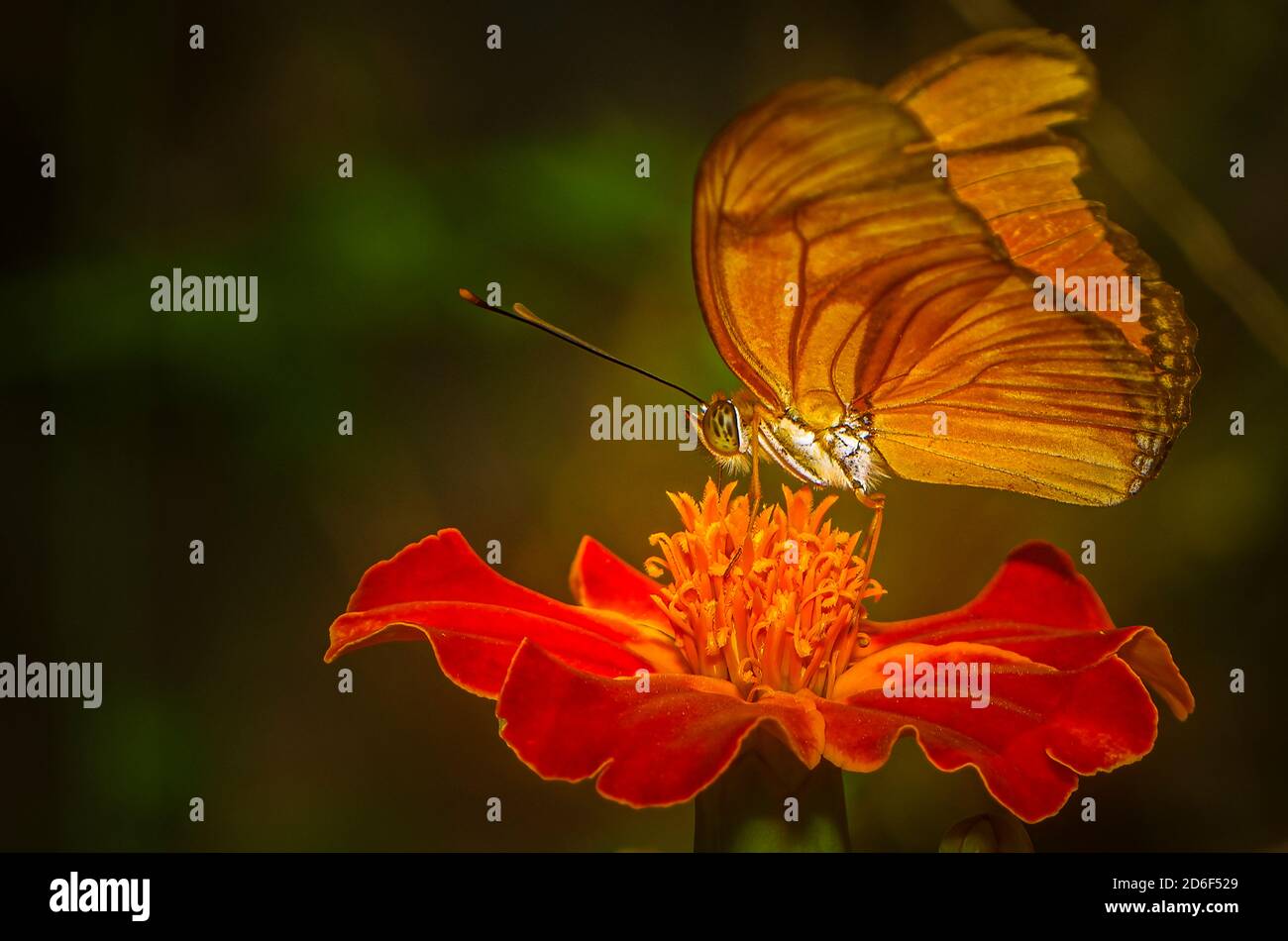 Orange butterfly on red flower close up from below Stock Photo