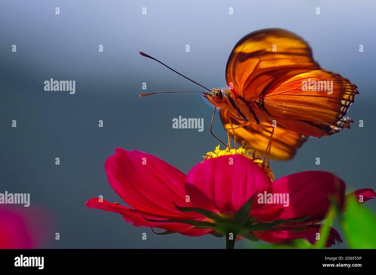 Orange butterfly on red flower close up from below Stock Photo
